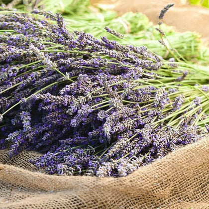100Pcs Natural Lavender Dried Flowers Gifts Flower Bouquet Home Wedding Decor !!