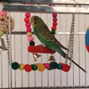 14Pack Parrot Set Toys Metal Rope Small Ladder Stand Budgie Cockatiel Cage Bird
