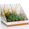 Aloe Vera Mix - 3 Plants - House / Office Live Indoor Pot Plant - Ideal Gift