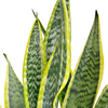 1 X SANSEVERIA h VARIEGATED SNAKE PLANT HEALTHY INDOOR SHRUB IN 9CM POT