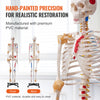 Human Skeleton Model Anatomical Skeleton Life Size with Muscle Points