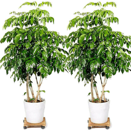 2 Pack Vintage Style Wooden Plant Pot Caddy Garden Planter Trolley Stand 30cm