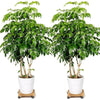2 Pack Vintage Style Wooden Plant Pot Caddy Garden Planter Trolley Stand 30cm