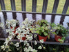 6 x Hedera Mixed Indoor/Outdoor Trailing Variegated/Green Ivy 8cm Pots