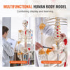 Human Skeleton Model Anatomical Skeleton Life Size with Muscle Points