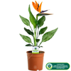 Strelitzia Indoor House Plant - Bird of Paradise Potted Tree In 12cm Pot