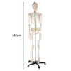 Human skeleton anatomical model Life Size 181cm medical + poster + bonnet new