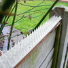 Wall Fence Bird Spikes Anti Climb Security Cat Bird Repellent Deterrent 5 Metre