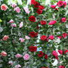 230cm 9 Roses Flowers Heads Silk Ivy Vine Artificial Wedding Windows Hanging DIY