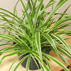 Chlorophytum Variegatum - Spider Plant | Best Indoor Plants | 20-30cm with Pot