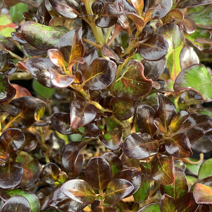 Coprosma Midnight Martini - Mirror Plant | Evergreen Potted Bushy Garden Shrub
