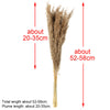 10Pcs Reed Natural Dried Bouquets Pampas Grass Flower Bunch Wedding Home Decors