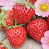 Strawberry 'Marshmello' Fast Growing Bare Root Garden Bush Fruit Plants