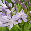 Agapanthus Megans Mauve African Lily Upright Herbaceous Perennial Outdoor Plant