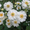 Anemone Whirlwind Windflower Herbaceous Perennial White Flowering Outdoor Plant
