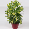 Schefflera Gerda - 1 Plant - House / Office Live Indoor Pot Plant Tree