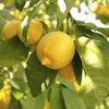 4ft Large Fully Mature Eureka Lemon Fruit Tree Plant 6.5L Pot Garden Outdoor