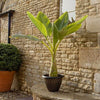 Musella Lasiocarpa (Hardy Chinese Banana) plant 30cm tall in 1 Ltr Pot