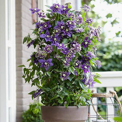 NEW Clematis Taiga. Climbing plant with unique flower in 9cm pot.