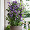 NEW Clematis Taiga. Climbing plant with unique flower in 9cm pot.