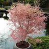 Japanese Maple Acer Bush Tree Palmatum Taylor Plant in 3L Pot Salmon Pink