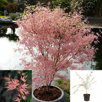 Japanese Maple Acer Bush Tree Palmatum Taylor Plant in 3L Pot Salmon Pink