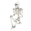 Full Life Size 170cm Halloween Human Skeleton Bones Posable Skull Hanging Party