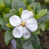 3 x Gardenia 'Kleim's Hardy' Flowering Fragant Evergreen Shrub Plant