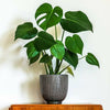 Indoor 80-85cm Tall Potted Monstera Deliciosa Swiss Cheese Plant in 4L Pot