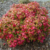 Nandina 'Fire Power' Sacred Bamboo Winter Hardy Evergreen Plant Shrub in 2L Pot