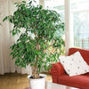 Weeping Fig Ficus Benjamina Exotica Plant Tree Houseplant in Pot 60-80cm Tall