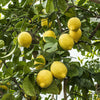 4ft Large Fully Mature Eureka Lemon Fruit Tree Plant 6.5L Pot Garden Outdoor