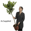 4ft Large Fully Mature Eureka Lemon Fruit Tree Plant 6.5L Pot Garden Outdoor