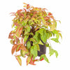 Nandina 'Fire Power' Sacred Bamboo Winter Hardy Evergreen Plant Shrub in 2L Pot