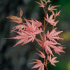 Japanese Maple Acer Bush Tree Palmatum Taylor Plant in 3L Pot Salmon Pink