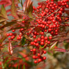 Nandina 'Fire Power' Sacred Bamboo Winter Hardy Evergreen Plant Shrub in 2L Pot