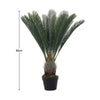 Large Ferns Cycas Tree Potted Green Plant Ficus Houseplant w/ Pot Indoor Outdoor