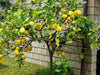 4ft Large Fully Mature Eureka Lemon Fruit Tree Plant 6.5L Pot Garden Outdoor