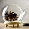 Small/Large Round Glass Ornament Display Dome Cloche Bell Jar with Wooden Base