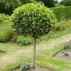 Sweet Bay Tree Standard Evergreen 70-80cm Tall