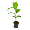 Musella Lasiocarpa (Hardy Chinese Banana) plant 30cm tall in 1 Ltr Pot