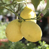 4ft Large Fully Mature Eureka Lemon Fruit Tree Plant 6.5L Pot Garden Outdoor