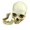 Realistic Skull Head Gothic Figurine Human Skeleton Ornament Horror Art Bar Deco