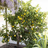 4ft Large Fully Mature Eureka Lemon Fruit Tree Plant 6.5L Pot Garden Outdoor