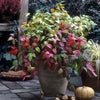 Nandina 'Fire Power' Sacred Bamboo Winter Hardy Evergreen Plant Shrub in 2L Pot