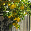 4ft Large Fully Mature Eureka Lemon Fruit Tree Plant 6.5L Pot Garden Outdoor