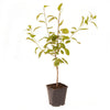 Plum 'Little Vic' Patio Tree in 4.5L Pot