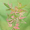 Japanese Maple Acer Bush Tree Palmatum Taylor Plant in 3L Pot Salmon Pink