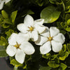 3 x Gardenia 'Kleim's Hardy' Flowering Fragant Evergreen Shrub Plant