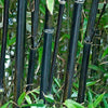 Black Bamboo Phyllostachys Nigra Stemmed Cane Hardy Mature Plant in 5L Pot